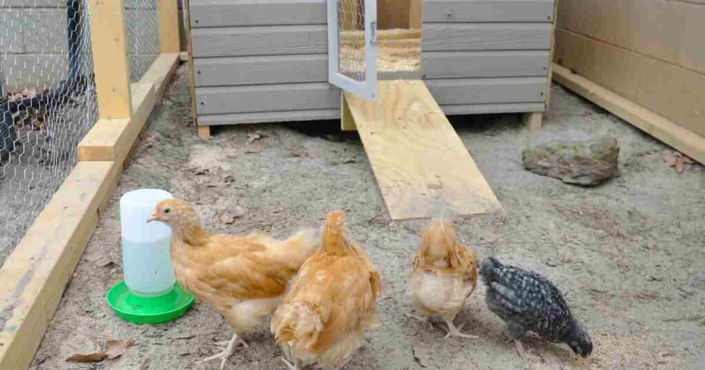 variedades de aves domesticas en México sus ventajas y desventajas