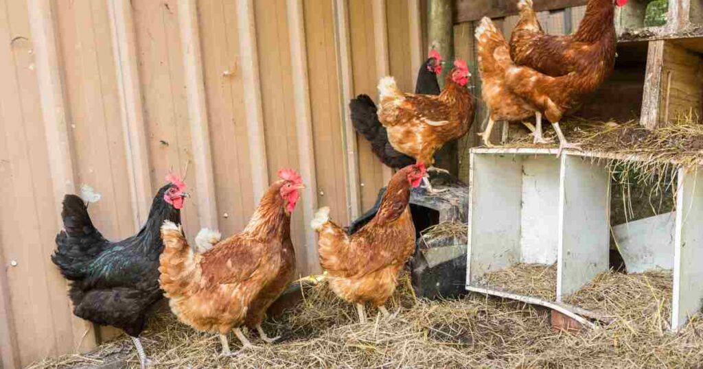 Emprendiendo con aves de corral