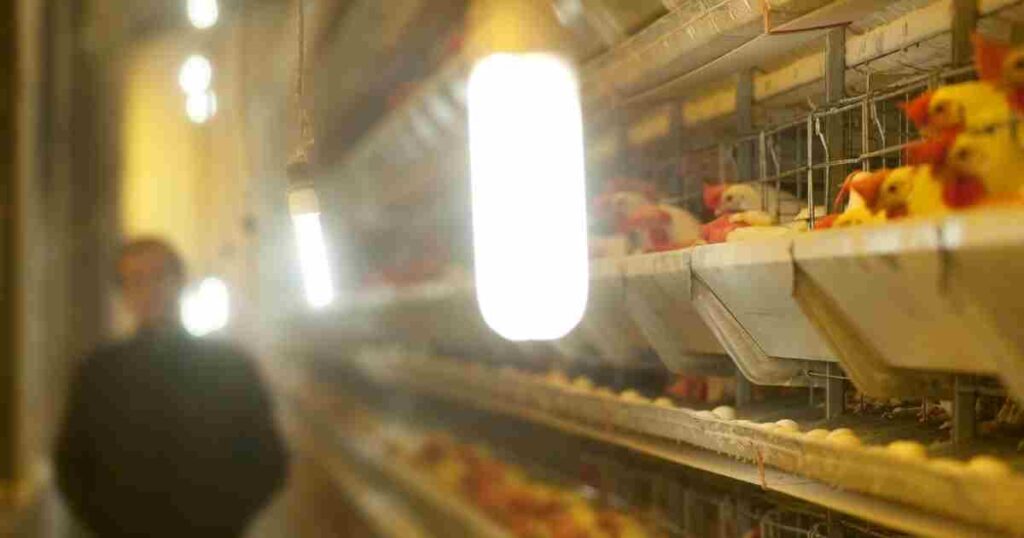 Jaulas para gallinas ponedoras y pollos de engorda.
