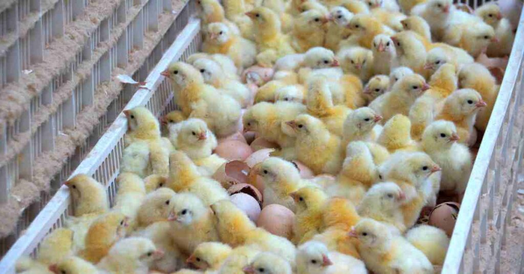 Curso GRATIS sobre Manejo de Pollos 