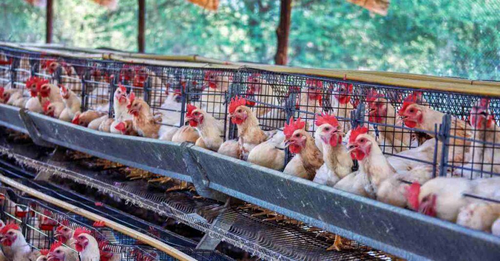 Principales Aves de Cría y Razas Especializadas en México