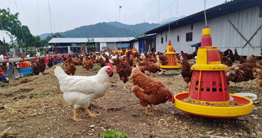 Avícola en México: Expertos en Aves y Productos Avícolas.