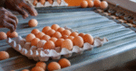 Estadísticas de ventas de Huevo en Méxicor Productores en los 32 Estados de México