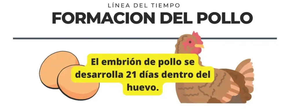 linea del tiempo de la formación del nacimiento del pollo