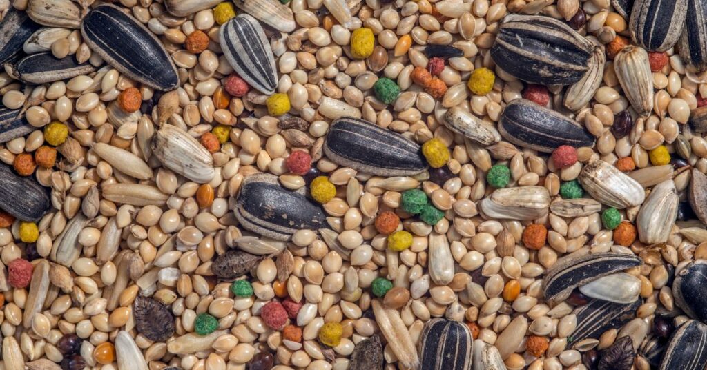 Alimentos para Aves de casa